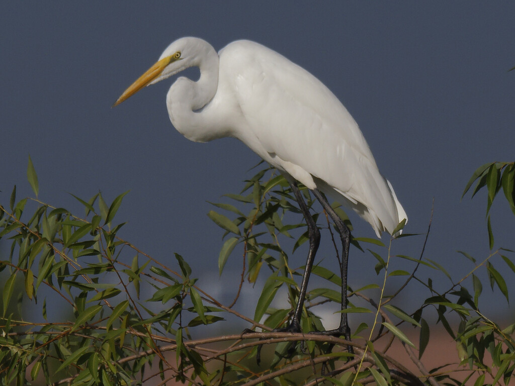 great egret  by rminer