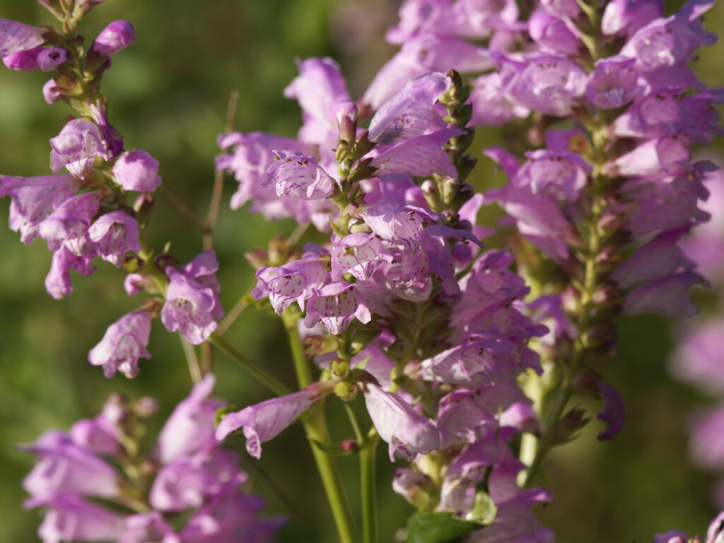obedient plant by rminer