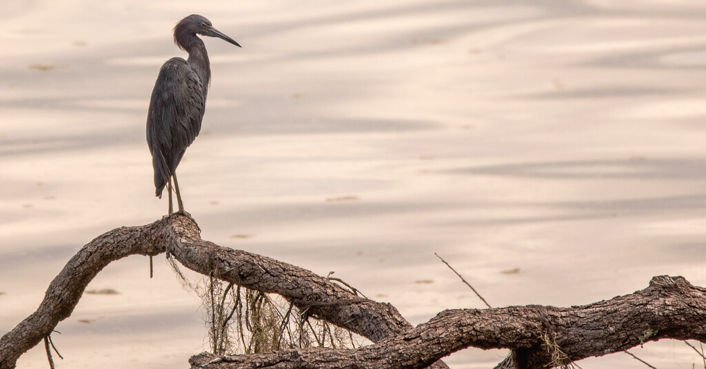 Little Blue Heron, Just Hanging Out! by rickster549