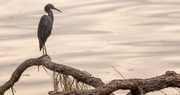 26th Aug 2022 - Little Blue Heron, Just Hanging Out!