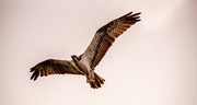 26th Aug 2022 - Osprey Fly-over!