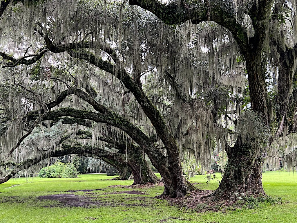 Ancient live oaks by congaree