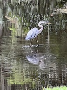 26th Aug 2022 - Great Blue Heron