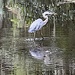 Great Blue Heron by congaree