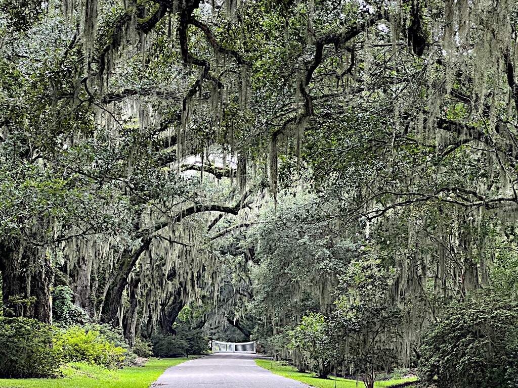 Live oak alley by congaree