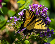 26th Aug 2022 - Male Eastern Tiger Swallowtail