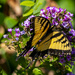 Male Eastern Tiger Swallowtail by cwbill