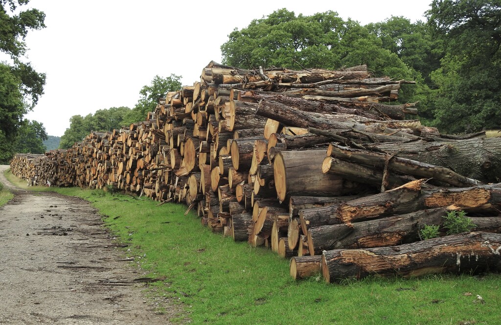 Wall of Logs by oldjosh