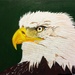 Eagles head painting  by stuart46