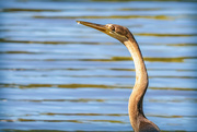 27th Aug 2022 - African darter  