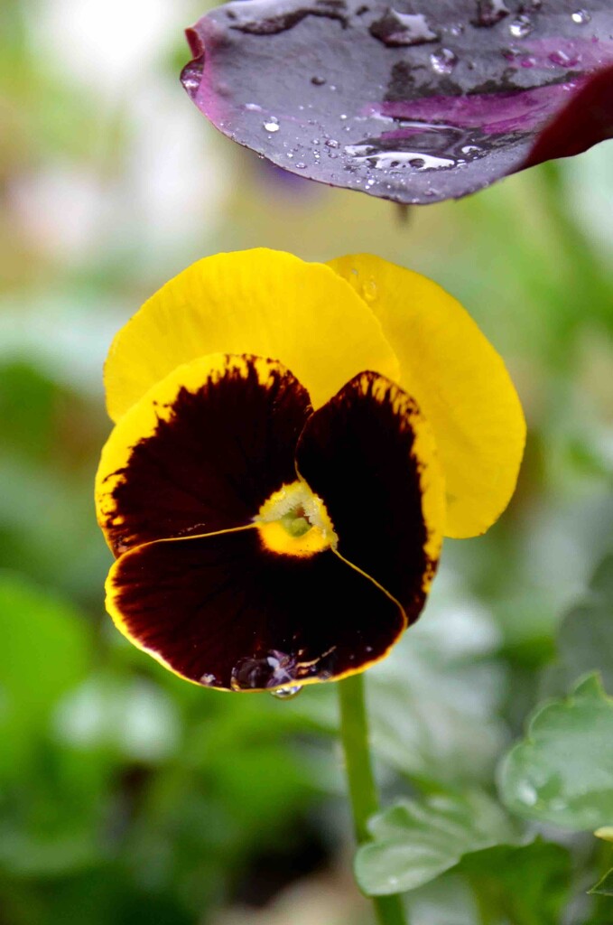 Yellow Pansy by arkensiel