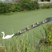  Swan Family.. by grace55