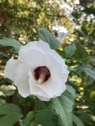 27th Aug 2022 - Rose of Sharon