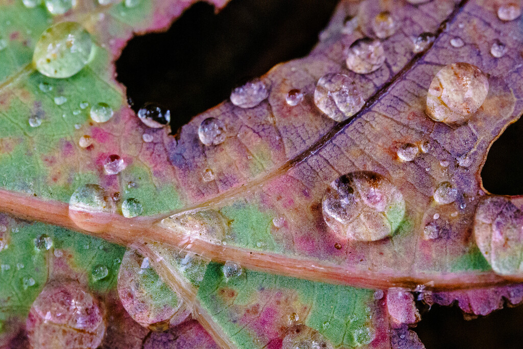 Raindrops on an Oak Leaf by tosee