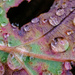 Raindrops on an Oak Leaf by tosee