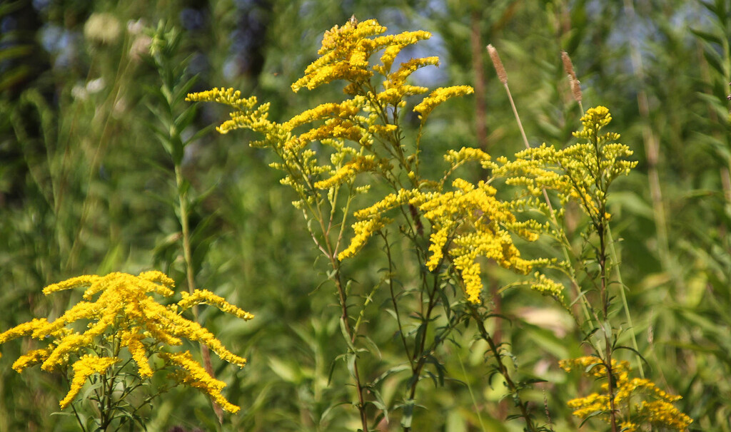 Goldenrod by mittens