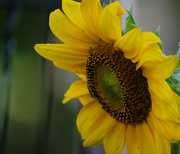 25th Aug 2022 - Sunflower