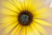 27th Aug 2022 - Sunflower