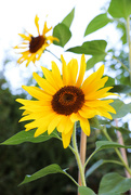 27th Aug 2022 - Sunflowers