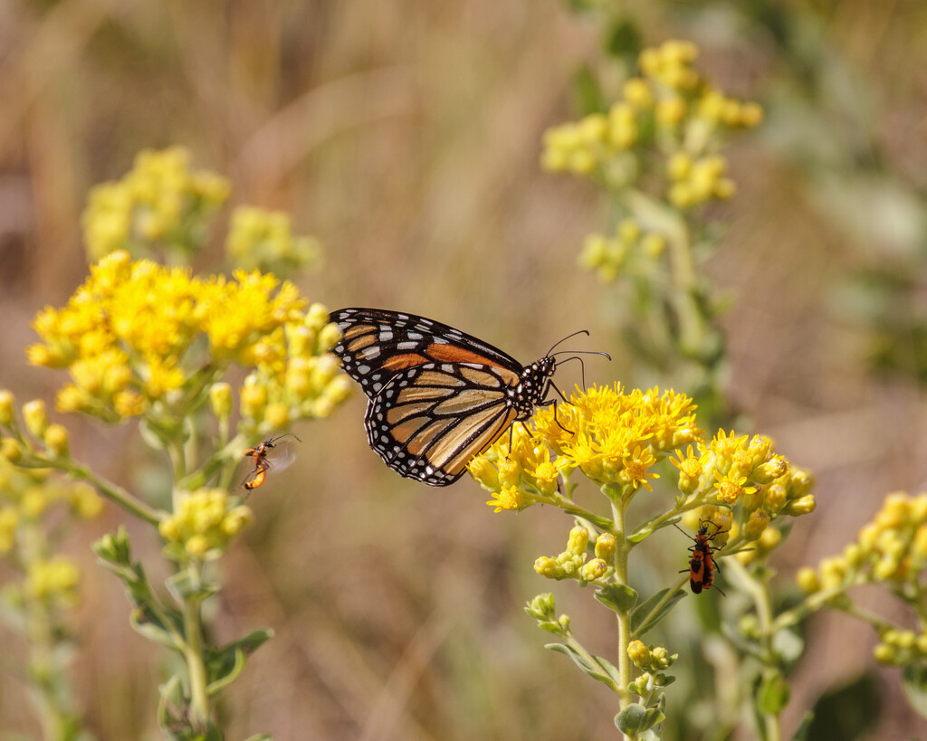 golden rod and monarch by aecasey