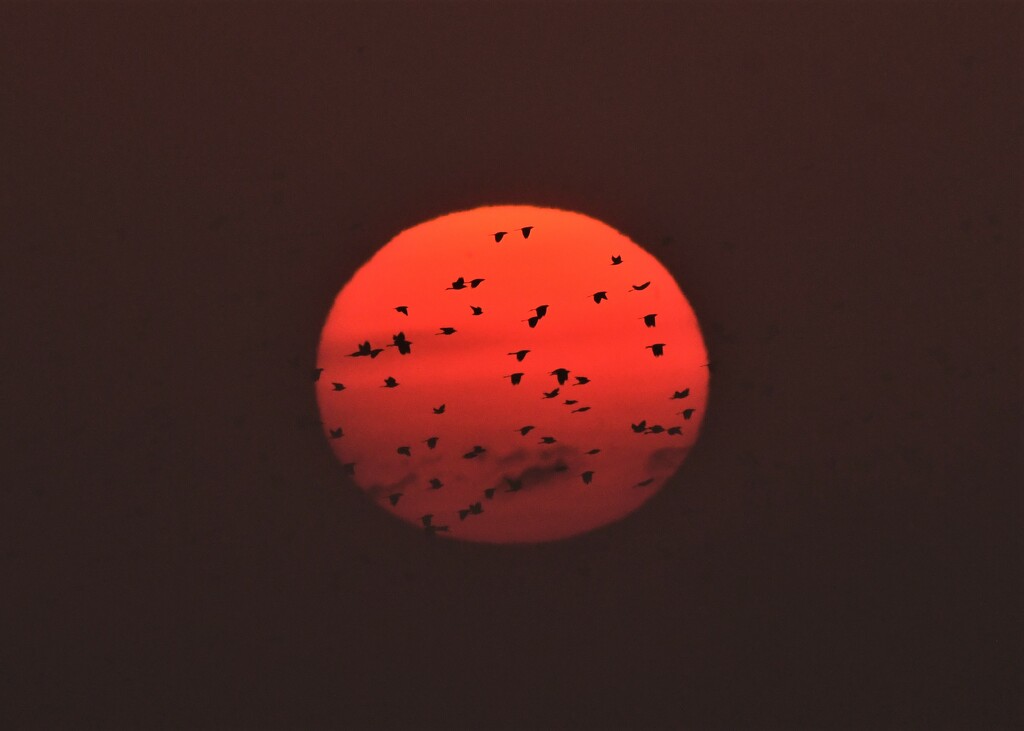 Bird-Covered Sunrise by kareenking