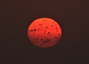 26th Aug 2022 - Bird-Covered Sunrise