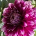 Dahlia Flower  by cataylor41