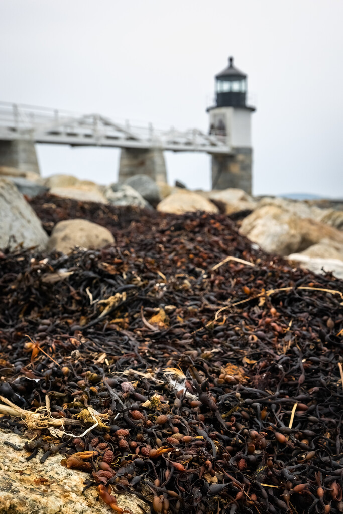 Marshall Point Lighthouse: Seaweed by jyokota