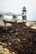 12th Jul 2022 - Marshall Point Lighthouse: Seaweed