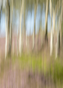 27th Aug 2022 - ICM Heather and Silver Birch Trees