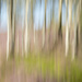 ICM Heather and Silver Birch Trees by shepherdmanswife