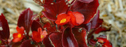 27th Aug 2022 - Begonia flower