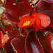 Begonia flower by larrysphotos