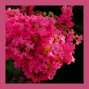 27th Aug 2022 - The Crepe Myrtle are in Full Bloom
