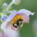 Pollinating by fayefaye
