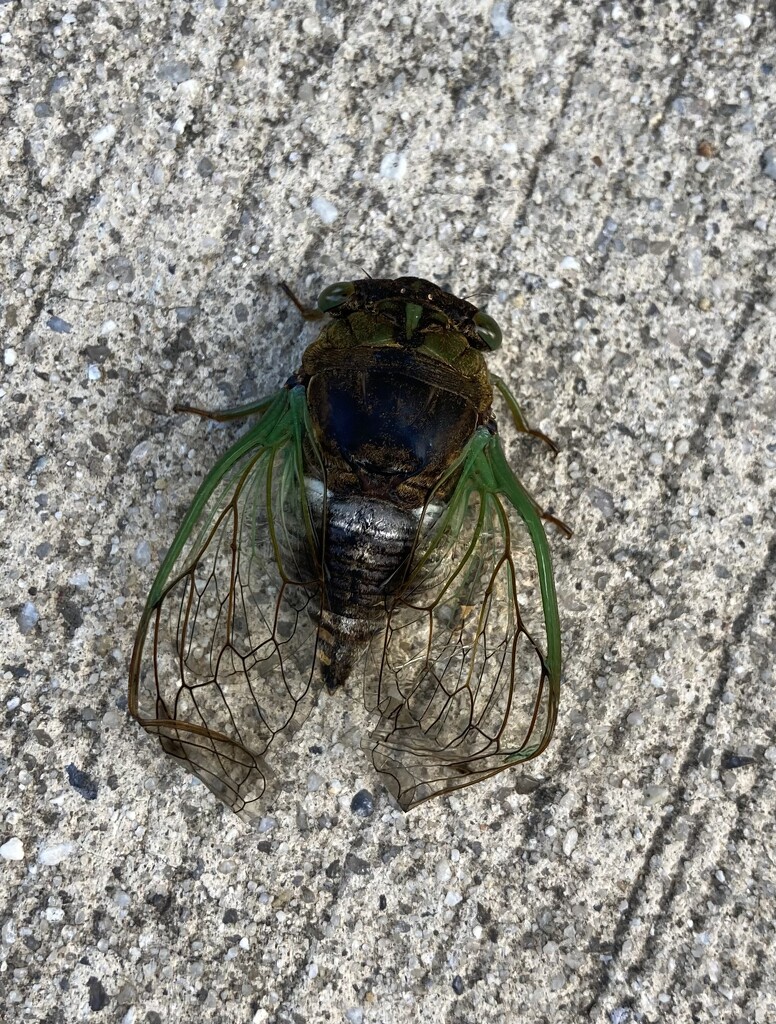 swamp cicada by wiesnerbeth