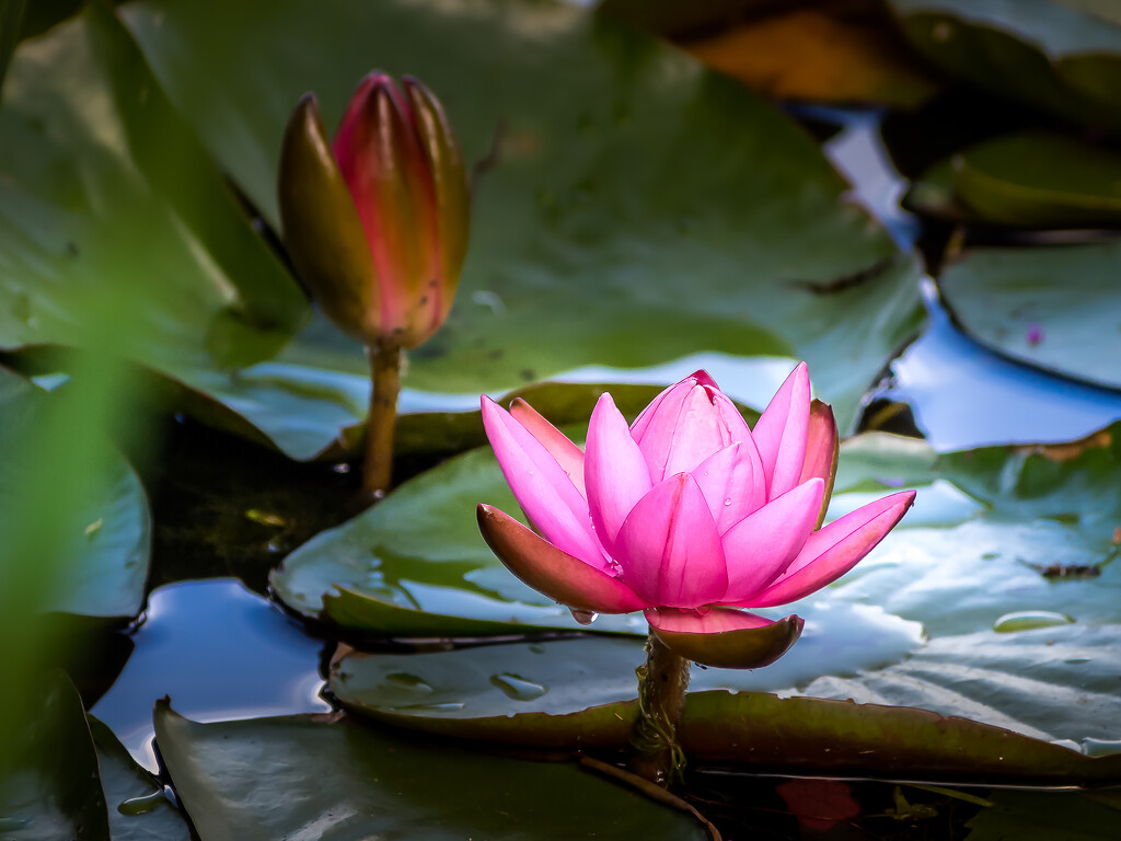 Water Lily by cdcook48