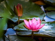 27th Aug 2022 - Water Lily