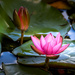 Water Lily by cdcook48