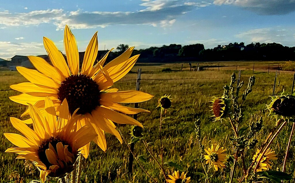 Sunflowers by harbie
