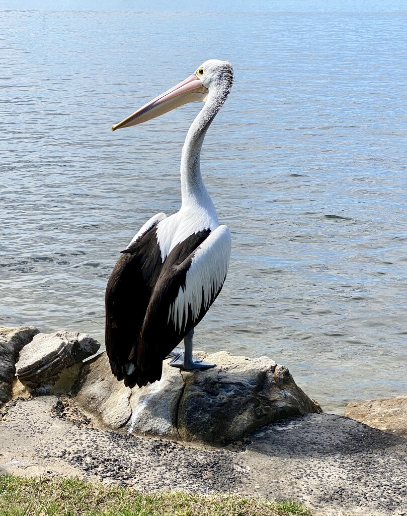 Pelican by kjarn