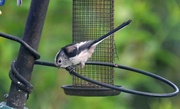 27th Aug 2022 - Long-tailed Tit