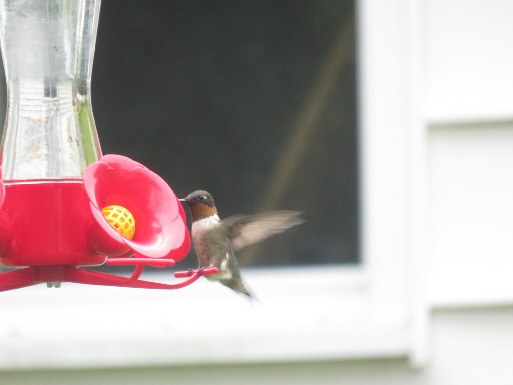 hummingbird by harrowjet