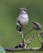 26th Aug 2022 - lHG_4784Young male Hummingbird