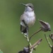 lHG_4784Young male Hummingbird by rontu