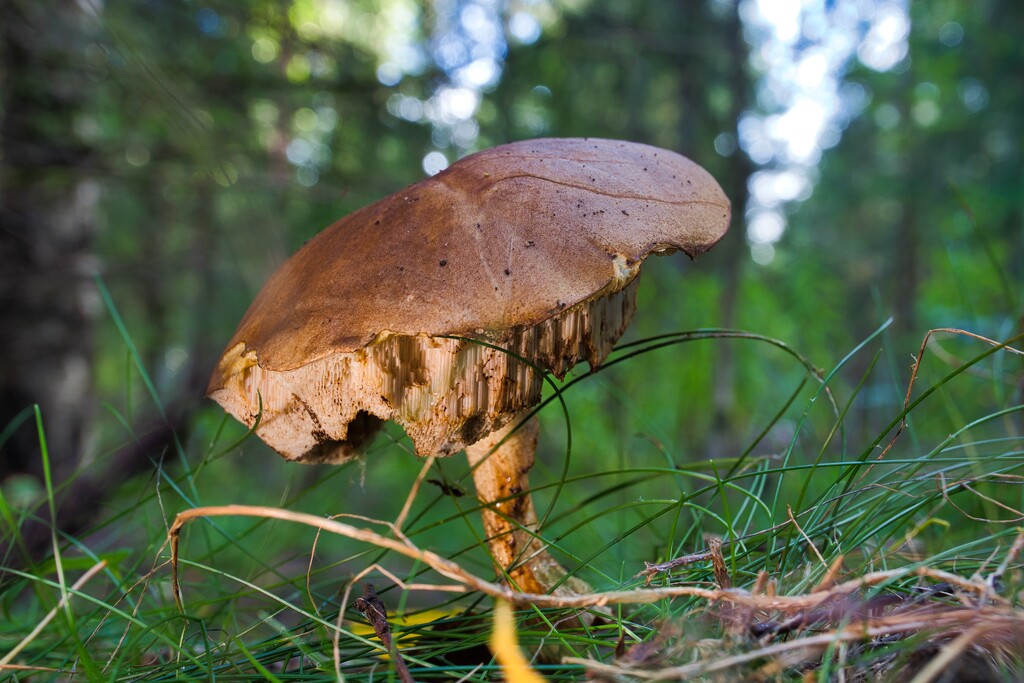 Mushroom  by okvalle
