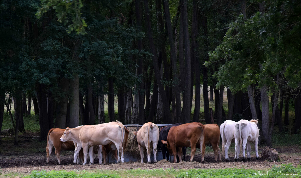 cows by parisouailleurs