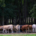 cows by parisouailleurs