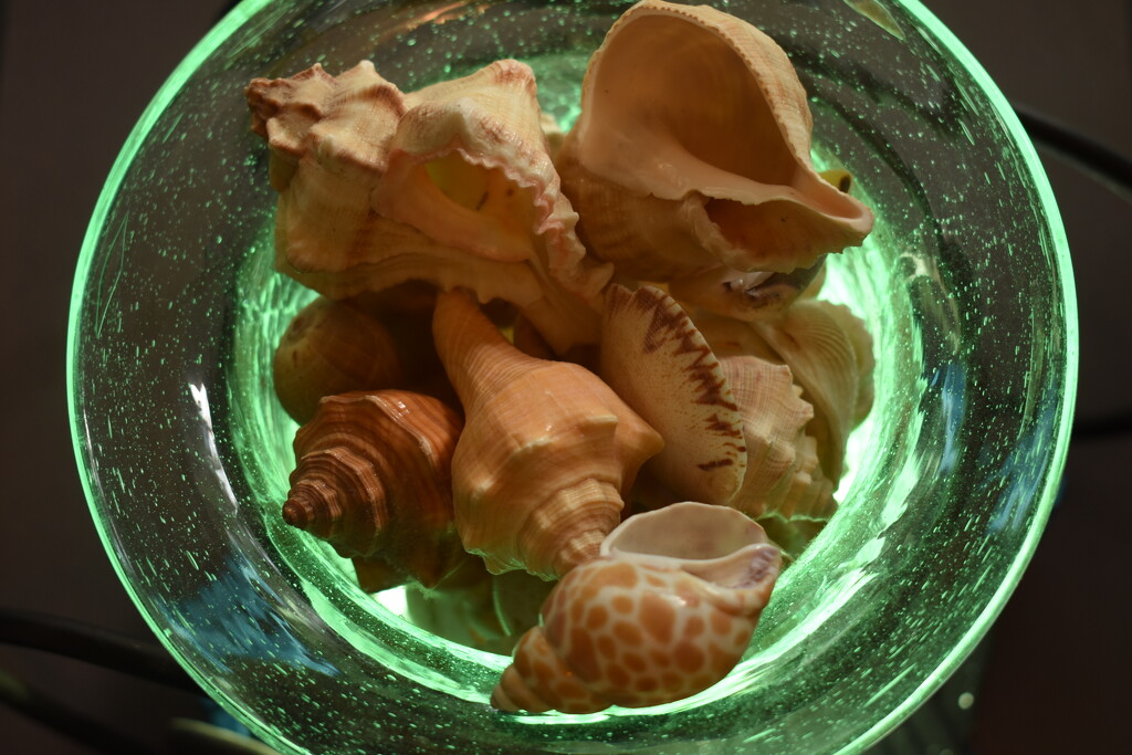 Seashells  by dianemhall