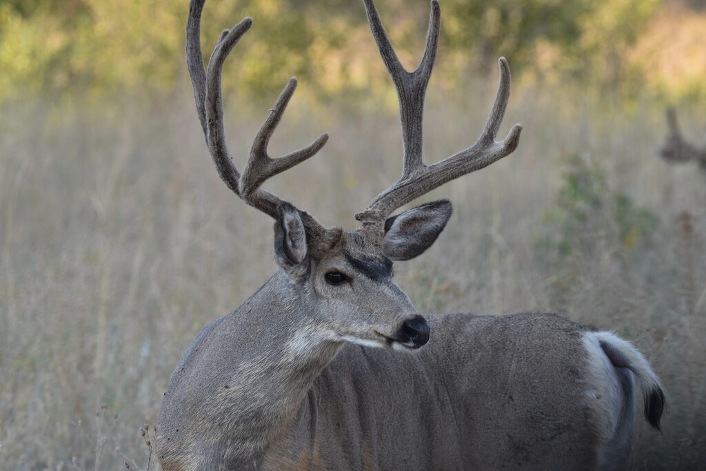 Mule Deer Buck by bjywamer